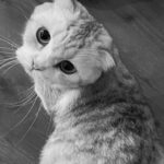Katsamonnat Namwirote Instagram - Rest in Peace , You're my one and only , always in my heart Always , always and always .... Chanel :) หนูจะเป็นอุนแม่ที่น่ารักและใจดีที่สุดในดาวแมวนะ 🐱 ไม่มีวันไหนที่ไม่รักหนูเลยนะ 3 ปีที่ผ่านมามะมิ๊มีความสุขทุกวันเลย แค่เห็นเนลๆก็หายเหนื่อยแล้ววว ขอบคุณมากๆนะเนลๆ อยากกอดแม่เนลๆ อีกสักรอบจัง😔 รักเนลๆนะ