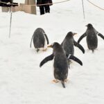Katsamonnat Namwirote Instagram - I feel wearing nothing P.s.Penguin lover 🐧✨❄️ how cute they are .////. ลูกหลานเอลซ่า ท้าลมหนาวสุดๆ555 @cieloheart_official Furano, Hokkaido