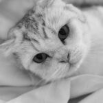 Katsamonnat Namwirote Instagram - Rest in Peace , You're my one and only , always in my heart Always , always and always .... Chanel :) หนูจะเป็นอุนแม่ที่น่ารักและใจดีที่สุดในดาวแมวนะ 🐱 ไม่มีวันไหนที่ไม่รักหนูเลยนะ 3 ปีที่ผ่านมามะมิ๊มีความสุขทุกวันเลย แค่เห็นเนลๆก็หายเหนื่อยแล้ววว ขอบคุณมากๆนะเนลๆ อยากกอดแม่เนลๆ อีกสักรอบจัง😔 รักเนลๆนะ