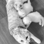 Katsamonnat Namwirote Instagram - Rest in Peace , You're my one and only , always in my heart Always , always and always .... Chanel :) หนูจะเป็นอุนแม่ที่น่ารักและใจดีที่สุดในดาวแมวนะ 🐱 ไม่มีวันไหนที่ไม่รักหนูเลยนะ 3 ปีที่ผ่านมามะมิ๊มีความสุขทุกวันเลย แค่เห็นเนลๆก็หายเหนื่อยแล้ววว ขอบคุณมากๆนะเนลๆ อยากกอดแม่เนลๆ อีกสักรอบจัง😔 รักเนลๆนะ
