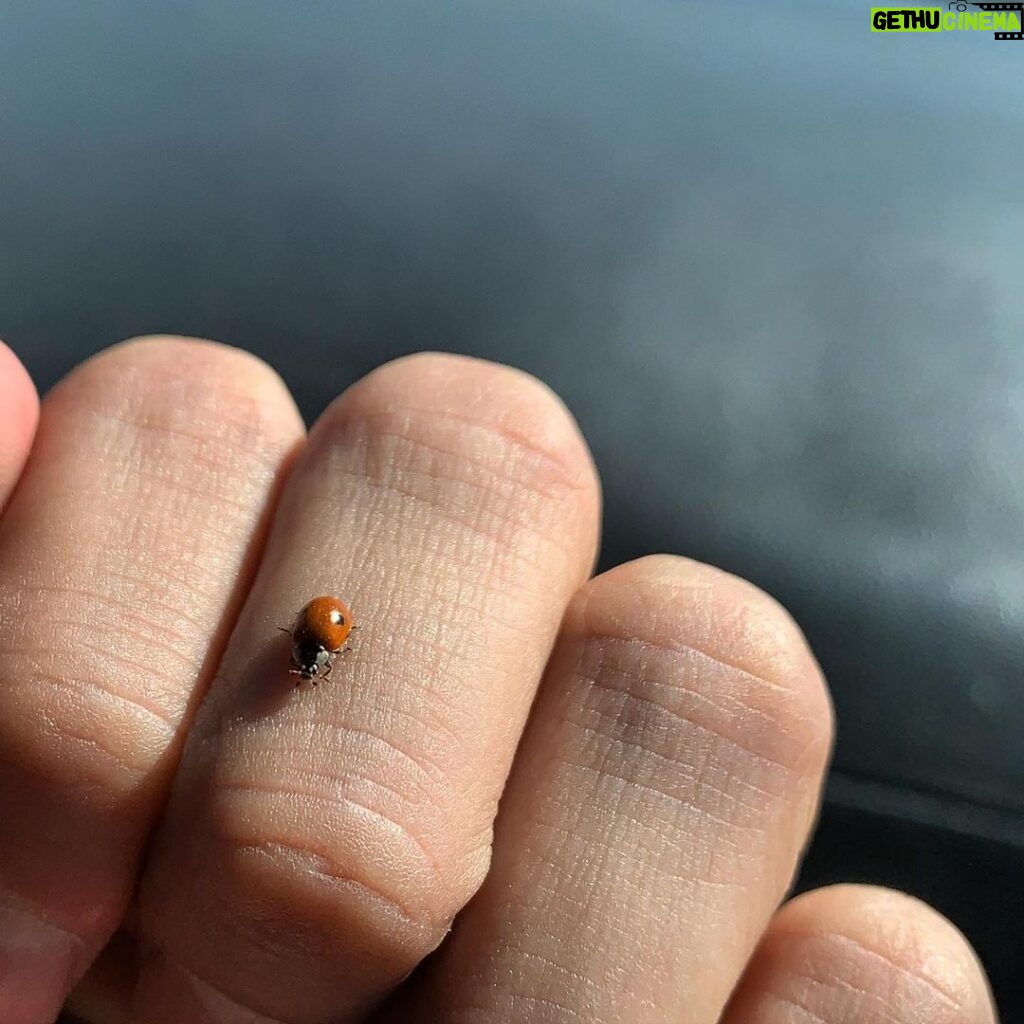 Kawin Imanothai Instagram - Coleoptera 🐞