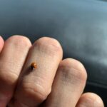 Kawin Imanothai Instagram - Coleoptera 🐞