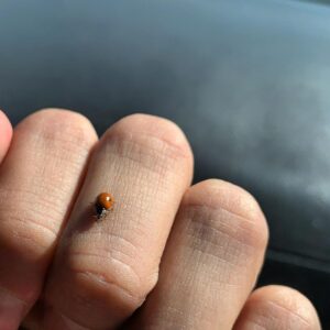 Kawin Imanothai Instagram - Coleoptera 🐞