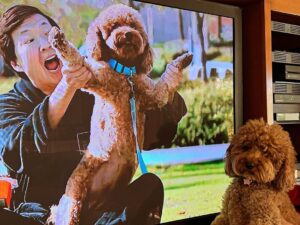 Ken Jeong Instagram - 🧡🐾