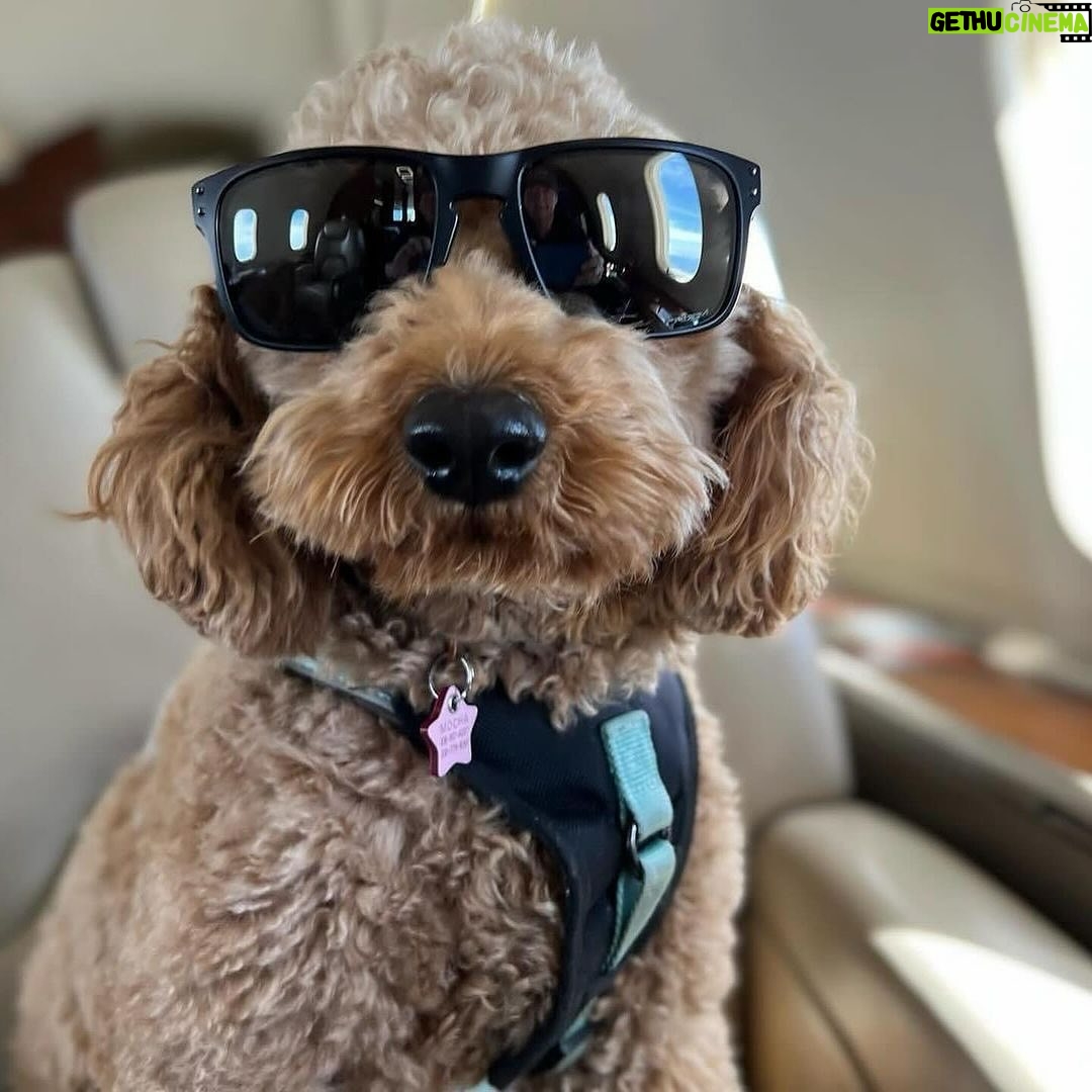 Ken Jeong - 5.2K Likes - Mocha will make her Super Bowl ad debut tomorrow. I’m worried the fame is getting to her head.