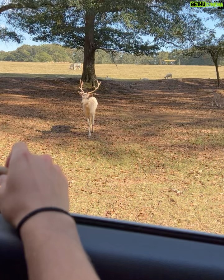 Kendall Vertes Instagram - Snow white and her prince Lake Hartwell Wildlife Safari