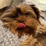 Kerry Washington Instagram - Instagram, meet my new furbaby… Cinnamon 🥹