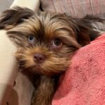 Kerry Washington Instagram - Instagram, meet my new furbaby… Cinnamon 🥹