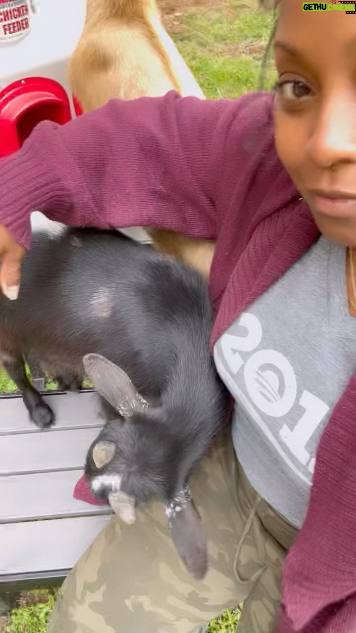 Keshia Knight Pulliam Instagram - It’s been a great couple of weeks on location directing a new movie… that I can’t wait for you guys to see. 🤩 However, there’s no place like home!! It feels so good to have a moment to get away & check on the farm. Back to work on Monday. Watch until the end and see what happens when you try to take a selfie when you have goats!! 😂😂😂😂 *** spoiler alert they thought my hair was a snack 🤦🏾♀️***