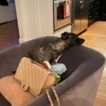 Keshia Knight Pulliam Instagram – Is this dog really peacefully sleeping on Chanel with Ella’s slipper that she has turned into her toy?!?!? 🤯🤦🏾‍♀️