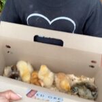 Keshia Knight Pulliam Instagram – It’s Sunday… Why not buy chickens?!?! 🐥🐣🐥 #FarmLife #KeshiaKnightPulliamHome
