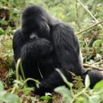 Kevin Love Instagram – The Amahoro troop 🦍

Trekking to this family of mountain Gorillas and seeing them in their natural habitat is likely the most surreal and humbling experience I’ve ever had. You know those moments when you say to yourself “DAMN I FEEL ALIVE!!!” — this was one of them. The excitement and nervous energy I felt were reminders to put my cameras down and not solely focus on capturing the moment, but live in it. The star was without a doubt the 9 month old (slide 2). And the moments I did have my camera present, him and his 430lb silverback father were the best to photograph. Less than 10 feet was all that separated us…easily the most one sided matchup of my career. 

Sad to have only had one day to spend in Volcanoes National Park. But it’s not a goodbye Rwanda – rather a see you later. Thank you for this natural high. We will be back…and hopefully soon.  #rwanda 🇷🇼🇷🇼🇷🇼