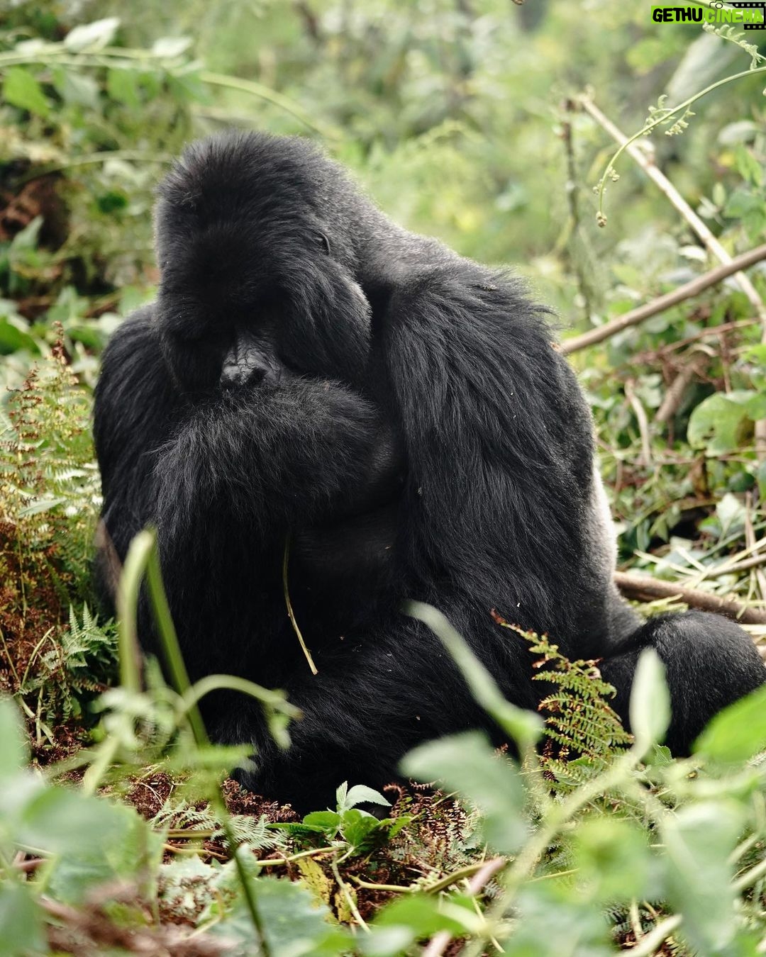 Kevin Love Instagram - The Amahoro troop 🦍 Trekking to this family of mountain Gorillas and seeing them in their natural habitat is likely the most surreal and humbling experience I’ve ever had. You know those moments when you say to yourself “DAMN I FEEL ALIVE!!!” — this was one of them. The excitement and nervous energy I felt were reminders to put my cameras down and not solely focus on capturing the moment, but live in it. The star was without a doubt the 9 month old (slide 2). And the moments I did have my camera present, him and his 430lb silverback father were the best to photograph. Less than 10 feet was all that separated us…easily the most one sided matchup of my career. Sad to have only had one day to spend in Volcanoes National Park. But it’s not a goodbye Rwanda - rather a see you later. Thank you for this natural high. We will be back…and hopefully soon. #rwanda 🇷🇼🇷🇼🇷🇼