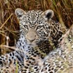 Kevin Love Instagram - Our time in Tanzania is coming to an end 💔 — Sharing a few more still moments I was able to capture. What’s your favorite from the group? Singita Sabora Tented Camp