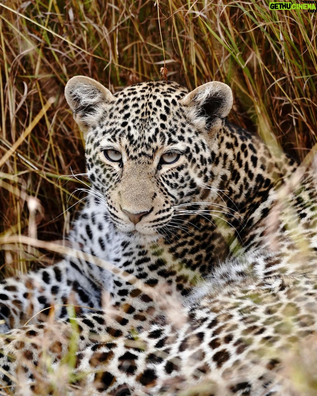 Kevin Love Instagram - Our time in Tanzania is coming to an end 💔 — Sharing a few more still moments I was able to capture. What’s your favorite from the group? Singita Sabora Tented Camp