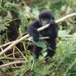 Kevin Love Instagram - The Amahoro troop 🦍 Trekking to this family of mountain Gorillas and seeing them in their natural habitat is likely the most surreal and humbling experience I’ve ever had. You know those moments when you say to yourself “DAMN I FEEL ALIVE!!!” — this was one of them. The excitement and nervous energy I felt were reminders to put my cameras down and not solely focus on capturing the moment, but live in it. The star was without a doubt the 9 month old (slide 2). And the moments I did have my camera present, him and his 430lb silverback father were the best to photograph. Less than 10 feet was all that separated us…easily the most one sided matchup of my career. Sad to have only had one day to spend in Volcanoes National Park. But it’s not a goodbye Rwanda - rather a see you later. Thank you for this natural high. We will be back…and hopefully soon. #rwanda 🇷🇼🇷🇼🇷🇼