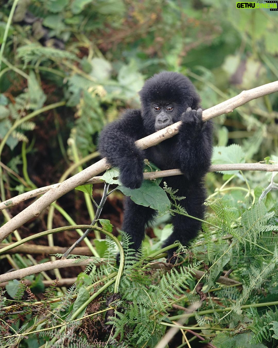 Kevin Love Instagram - The Amahoro troop 🦍 Trekking to this family of mountain Gorillas and seeing them in their natural habitat is likely the most surreal and humbling experience I’ve ever had. You know those moments when you say to yourself “DAMN I FEEL ALIVE!!!” — this was one of them. The excitement and nervous energy I felt were reminders to put my cameras down and not solely focus on capturing the moment, but live in it. The star was without a doubt the 9 month old (slide 2). And the moments I did have my camera present, him and his 430lb silverback father were the best to photograph. Less than 10 feet was all that separated us…easily the most one sided matchup of my career. Sad to have only had one day to spend in Volcanoes National Park. But it’s not a goodbye Rwanda - rather a see you later. Thank you for this natural high. We will be back…and hopefully soon. #rwanda 🇷🇼🇷🇼🇷🇼