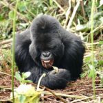 Kevin Love Instagram - The Amahoro troop 🦍 Trekking to this family of mountain Gorillas and seeing them in their natural habitat is likely the most surreal and humbling experience I’ve ever had. You know those moments when you say to yourself “DAMN I FEEL ALIVE!!!” — this was one of them. The excitement and nervous energy I felt were reminders to put my cameras down and not solely focus on capturing the moment, but live in it. The star was without a doubt the 9 month old (slide 2). And the moments I did have my camera present, him and his 430lb silverback father were the best to photograph. Less than 10 feet was all that separated us…easily the most one sided matchup of my career. Sad to have only had one day to spend in Volcanoes National Park. But it’s not a goodbye Rwanda - rather a see you later. Thank you for this natural high. We will be back…and hopefully soon. #rwanda 🇷🇼🇷🇼🇷🇼
