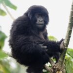 Kevin Love Instagram - The Amahoro troop 🦍 Trekking to this family of mountain Gorillas and seeing them in their natural habitat is likely the most surreal and humbling experience I’ve ever had. You know those moments when you say to yourself “DAMN I FEEL ALIVE!!!” — this was one of them. The excitement and nervous energy I felt were reminders to put my cameras down and not solely focus on capturing the moment, but live in it. The star was without a doubt the 9 month old (slide 2). And the moments I did have my camera present, him and his 430lb silverback father were the best to photograph. Less than 10 feet was all that separated us…easily the most one sided matchup of my career. Sad to have only had one day to spend in Volcanoes National Park. But it’s not a goodbye Rwanda - rather a see you later. Thank you for this natural high. We will be back…and hopefully soon. #rwanda 🇷🇼🇷🇼🇷🇼