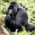 Kevin Love Instagram - The Amahoro troop 🦍 Trekking to this family of mountain Gorillas and seeing them in their natural habitat is likely the most surreal and humbling experience I’ve ever had. You know those moments when you say to yourself “DAMN I FEEL ALIVE!!!” — this was one of them. The excitement and nervous energy I felt were reminders to put my cameras down and not solely focus on capturing the moment, but live in it. The star was without a doubt the 9 month old (slide 2). And the moments I did have my camera present, him and his 430lb silverback father were the best to photograph. Less than 10 feet was all that separated us…easily the most one sided matchup of my career. Sad to have only had one day to spend in Volcanoes National Park. But it’s not a goodbye Rwanda - rather a see you later. Thank you for this natural high. We will be back…and hopefully soon. #rwanda 🇷🇼🇷🇼🇷🇼