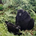 Kevin Love Instagram - The Amahoro troop 🦍 Trekking to this family of mountain Gorillas and seeing them in their natural habitat is likely the most surreal and humbling experience I’ve ever had. You know those moments when you say to yourself “DAMN I FEEL ALIVE!!!” — this was one of them. The excitement and nervous energy I felt were reminders to put my cameras down and not solely focus on capturing the moment, but live in it. The star was without a doubt the 9 month old (slide 2). And the moments I did have my camera present, him and his 430lb silverback father were the best to photograph. Less than 10 feet was all that separated us…easily the most one sided matchup of my career. Sad to have only had one day to spend in Volcanoes National Park. But it’s not a goodbye Rwanda - rather a see you later. Thank you for this natural high. We will be back…and hopefully soon. #rwanda 🇷🇼🇷🇼🇷🇼