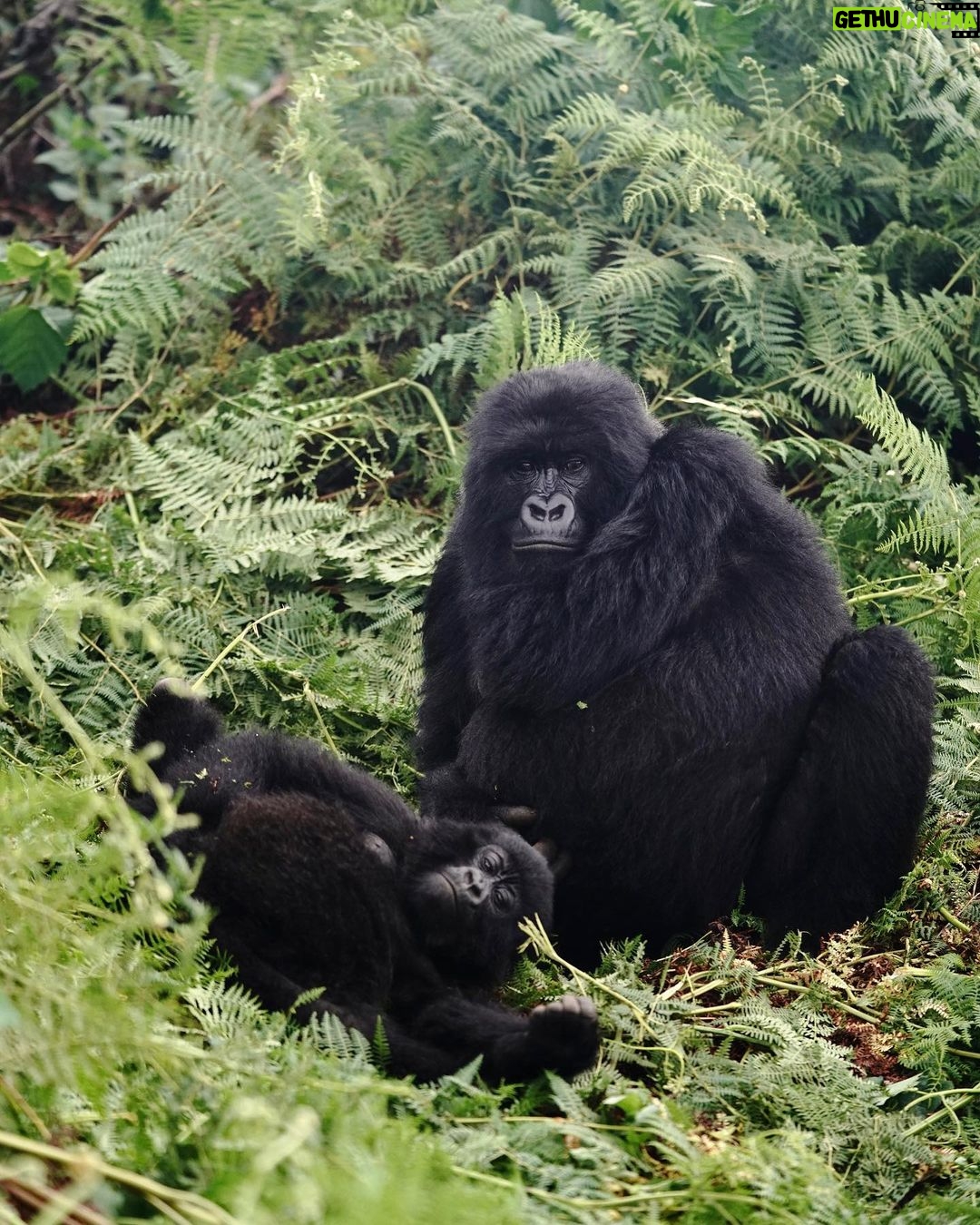 Kevin Love Instagram - The Amahoro troop 🦍 Trekking to this family of mountain Gorillas and seeing them in their natural habitat is likely the most surreal and humbling experience I’ve ever had. You know those moments when you say to yourself “DAMN I FEEL ALIVE!!!” — this was one of them. The excitement and nervous energy I felt were reminders to put my cameras down and not solely focus on capturing the moment, but live in it. The star was without a doubt the 9 month old (slide 2). And the moments I did have my camera present, him and his 430lb silverback father were the best to photograph. Less than 10 feet was all that separated us…easily the most one sided matchup of my career. Sad to have only had one day to spend in Volcanoes National Park. But it’s not a goodbye Rwanda - rather a see you later. Thank you for this natural high. We will be back…and hopefully soon. #rwanda 🇷🇼🇷🇼🇷🇼