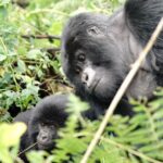 Kevin Love Instagram - The Amahoro troop 🦍 Trekking to this family of mountain Gorillas and seeing them in their natural habitat is likely the most surreal and humbling experience I’ve ever had. You know those moments when you say to yourself “DAMN I FEEL ALIVE!!!” — this was one of them. The excitement and nervous energy I felt were reminders to put my cameras down and not solely focus on capturing the moment, but live in it. The star was without a doubt the 9 month old (slide 2). And the moments I did have my camera present, him and his 430lb silverback father were the best to photograph. Less than 10 feet was all that separated us…easily the most one sided matchup of my career. Sad to have only had one day to spend in Volcanoes National Park. But it’s not a goodbye Rwanda - rather a see you later. Thank you for this natural high. We will be back…and hopefully soon. #rwanda 🇷🇼🇷🇼🇷🇼