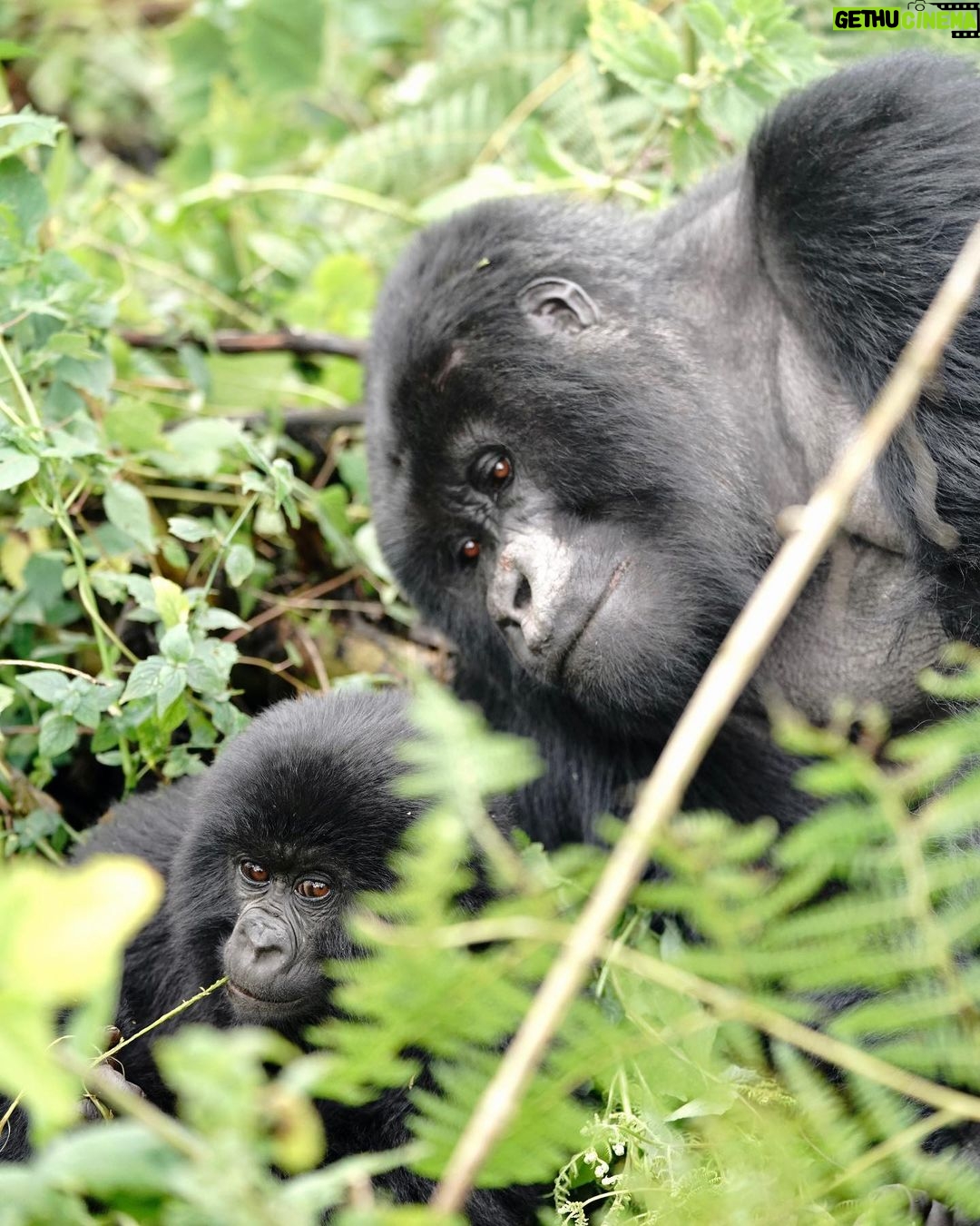 Kevin Love Instagram - The Amahoro troop 🦍 Trekking to this family of mountain Gorillas and seeing them in their natural habitat is likely the most surreal and humbling experience I’ve ever had. You know those moments when you say to yourself “DAMN I FEEL ALIVE!!!” — this was one of them. The excitement and nervous energy I felt were reminders to put my cameras down and not solely focus on capturing the moment, but live in it. The star was without a doubt the 9 month old (slide 2). And the moments I did have my camera present, him and his 430lb silverback father were the best to photograph. Less than 10 feet was all that separated us…easily the most one sided matchup of my career. Sad to have only had one day to spend in Volcanoes National Park. But it’s not a goodbye Rwanda - rather a see you later. Thank you for this natural high. We will be back…and hopefully soon. #rwanda 🇷🇼🇷🇼🇷🇼