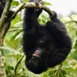 Kevin Love Instagram - The Amahoro troop 🦍 Trekking to this family of mountain Gorillas and seeing them in their natural habitat is likely the most surreal and humbling experience I’ve ever had. You know those moments when you say to yourself “DAMN I FEEL ALIVE!!!” — this was one of them. The excitement and nervous energy I felt were reminders to put my cameras down and not solely focus on capturing the moment, but live in it. The star was without a doubt the 9 month old (slide 2). And the moments I did have my camera present, him and his 430lb silverback father were the best to photograph. Less than 10 feet was all that separated us…easily the most one sided matchup of my career. Sad to have only had one day to spend in Volcanoes National Park. But it’s not a goodbye Rwanda - rather a see you later. Thank you for this natural high. We will be back…and hopefully soon. #rwanda 🇷🇼🇷🇼🇷🇼