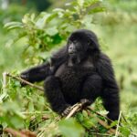 Kevin Love Instagram - The Amahoro troop 🦍 Trekking to this family of mountain Gorillas and seeing them in their natural habitat is likely the most surreal and humbling experience I’ve ever had. You know those moments when you say to yourself “DAMN I FEEL ALIVE!!!” — this was one of them. The excitement and nervous energy I felt were reminders to put my cameras down and not solely focus on capturing the moment, but live in it. The star was without a doubt the 9 month old (slide 2). And the moments I did have my camera present, him and his 430lb silverback father were the best to photograph. Less than 10 feet was all that separated us…easily the most one sided matchup of my career. Sad to have only had one day to spend in Volcanoes National Park. But it’s not a goodbye Rwanda - rather a see you later. Thank you for this natural high. We will be back…and hopefully soon. #rwanda 🇷🇼🇷🇼🇷🇼