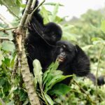 Kevin Love Instagram - The Amahoro troop 🦍 Trekking to this family of mountain Gorillas and seeing them in their natural habitat is likely the most surreal and humbling experience I’ve ever had. You know those moments when you say to yourself “DAMN I FEEL ALIVE!!!” — this was one of them. The excitement and nervous energy I felt were reminders to put my cameras down and not solely focus on capturing the moment, but live in it. The star was without a doubt the 9 month old (slide 2). And the moments I did have my camera present, him and his 430lb silverback father were the best to photograph. Less than 10 feet was all that separated us…easily the most one sided matchup of my career. Sad to have only had one day to spend in Volcanoes National Park. But it’s not a goodbye Rwanda - rather a see you later. Thank you for this natural high. We will be back…and hopefully soon. #rwanda 🇷🇼🇷🇼🇷🇼