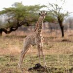Kevin Love Instagram - Our time in Tanzania is coming to an end 💔 — Sharing a few more still moments I was able to capture. What’s your favorite from the group? Singita Sabora Tented Camp