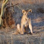 Kevin Love Instagram - Our time in Tanzania is coming to an end 💔 — Sharing a few more still moments I was able to capture. What’s your favorite from the group? Singita Sabora Tented Camp