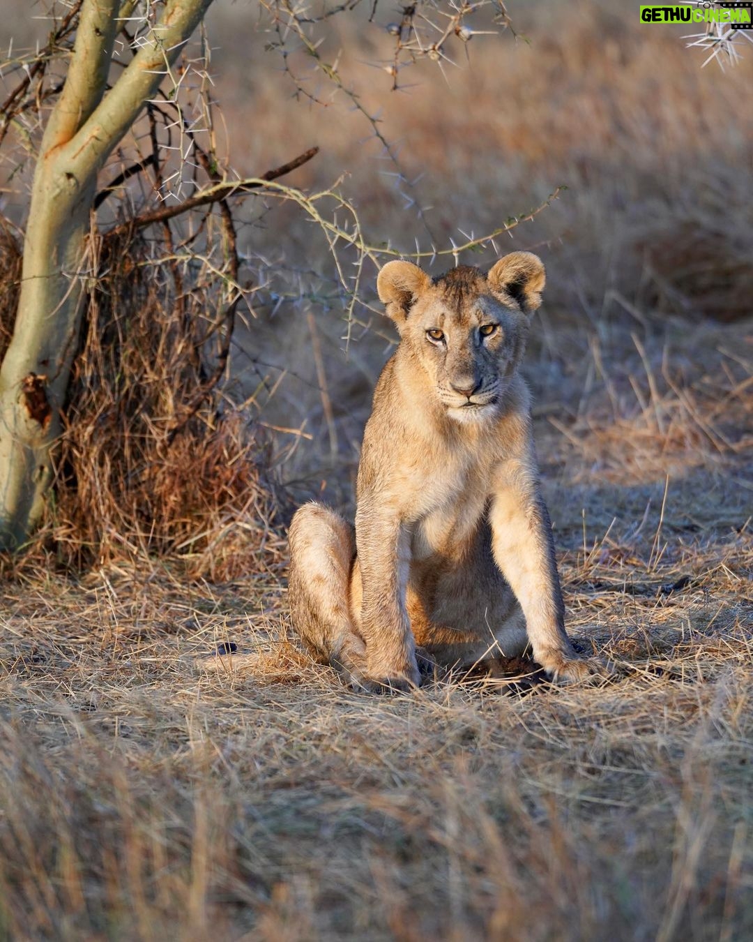 Kevin Love Instagram - Our time in Tanzania is coming to an end 💔 — Sharing a few more still moments I was able to capture. What’s your favorite from the group? Singita Sabora Tented Camp