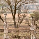 Kevin Love Instagram - Our time in Tanzania is coming to an end 💔 — Sharing a few more still moments I was able to capture. What’s your favorite from the group? Singita Sabora Tented Camp