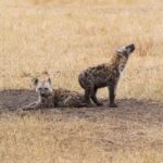 Kevin Love Instagram - Our time in Tanzania is coming to an end 💔 — Sharing a few more still moments I was able to capture. What’s your favorite from the group? Singita Sabora Tented Camp