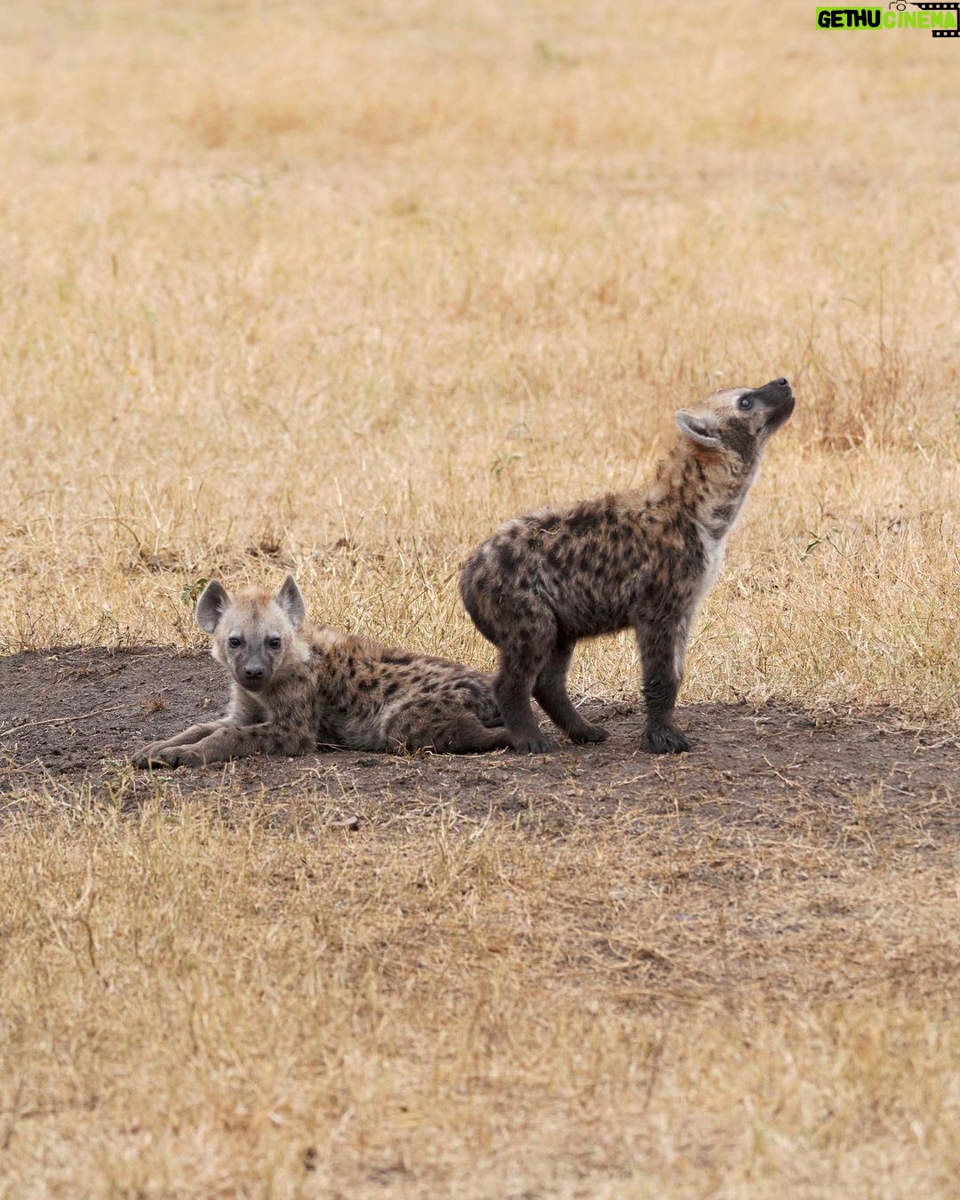 Kevin Love Instagram - Our time in Tanzania is coming to an end 💔 — Sharing a few more still moments I was able to capture. What’s your favorite from the group? Singita Sabora Tented Camp