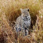 Kevin Love Instagram - Our time in Tanzania is coming to an end 💔 — Sharing a few more still moments I was able to capture. What’s your favorite from the group? Singita Sabora Tented Camp