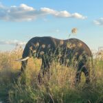Kevin McKidd Instagram – A million thank you’s to everyone @chiawasafaris & @howelltalentrelations for the trip of a LIFETIME! Your hospitality, knowledge, heart and humor made our trip to the Lower Zambezi beyond our expectations. Our adventure was breathtaking, awe inspiring, humbling and uplifting, all because of you guys. Simon, Juliet, Nobby, Derrick, Eric and everyone else we met made us feel like family. We miss you and we will be back! Thank you!
#chiawacamp, #lowerzambezi  #travelpartner Chiawa Camp, Lower Zambezi National Park, Zambia