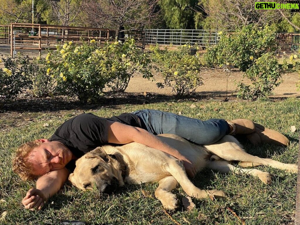 Kevin McKidd Instagram - Happy new year everyone ! My New Year's Day was this .. napping in the afternoon sun with this amazing animal whose body is the size of me ! It was the most rejuvenating and healing nap I have taken in years! ThNk you @actingk9services for giving this great dog the boundaries he needs so he can live the life he truly deserves! I wish you all a healthy and happy new year - much love Kev - follow @save_your_soil ! PEACE photo credit @briankangal Thankyou @actingk9services for helping Poncho reach his full potential !
