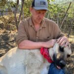 Kevin McKidd Instagram - I'm not sure if the Instaworld is ready but ... introducing Poncho ! He's just over 1 years old and the size of a small horse! He is gentle as can be but he's gotta stop going after our chickens. Internet folks- Say hi to Poncho! @save_your_soil