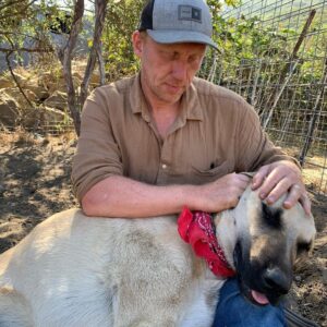 Kevin McKidd Instagram - I'm not sure if the Instaworld is ready but ... introducing Poncho ! He's just over 1 years old and the size of a small horse! He is gentle as can be but he's gotta stop going after our chickens. Internet folks- Say hi to Poncho!  @save_your_soil