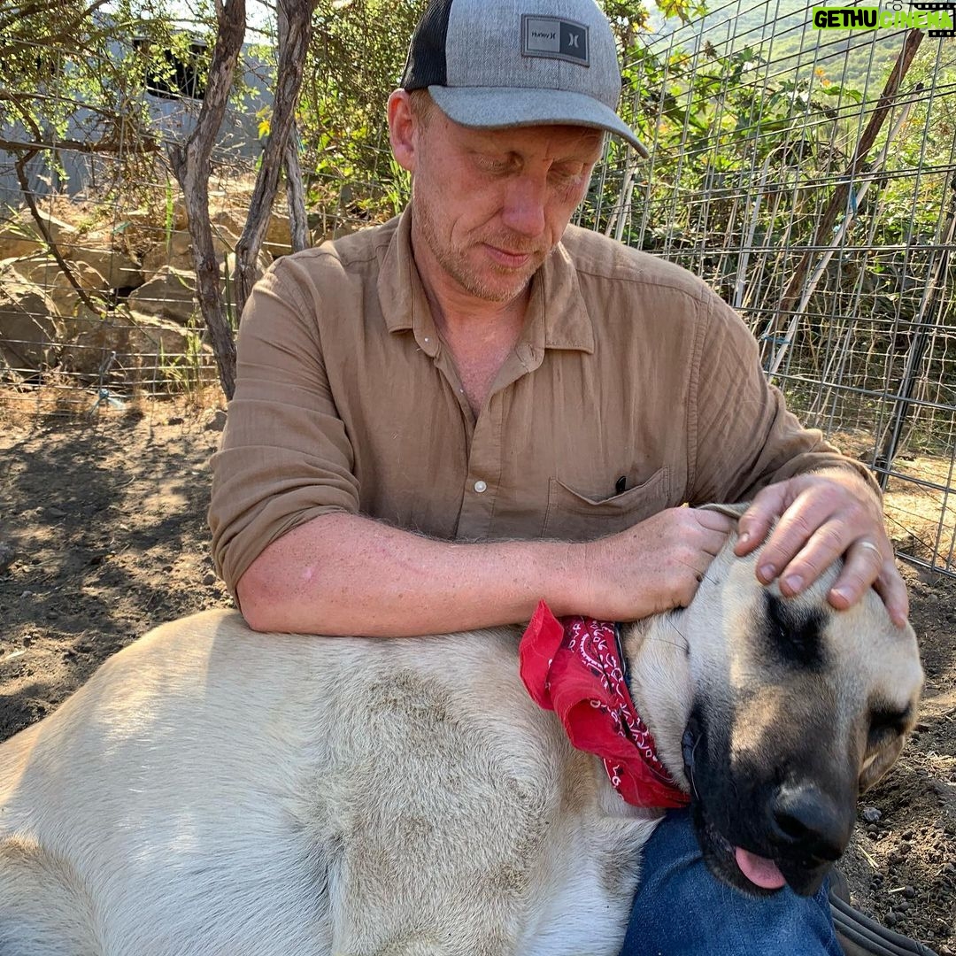 Kevin McKidd - 131.9K Likes - I'm not sure if the Instaworld is ready but ... introducing Poncho ! He's just over 1 years old and the size of a small horse! He is gentle as can be but he's gotta stop going after our chickens. Internet folks- Say hi to Poncho! @save_your_soil