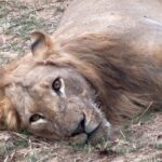 Kevin McKidd Instagram – Missing the whole gang. So many amazing memories, suprises and unforgettable moments 
#chiawacamp, #lowerzambezi  #travelpartner Chiawa Camp, Lower Zambezi National Park, Zambia
