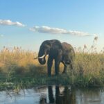 Kevin McKidd Instagram – Missing the whole gang. So many amazing memories, suprises and unforgettable moments 
#chiawacamp, #lowerzambezi  #travelpartner Chiawa Camp, Lower Zambezi National Park, Zambia