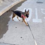 Kevin Smith Instagram – Never mind @netflix – this is Birdie’s version of spending a Saturday “streaming”.
Hear Dad jokes like this when @ralphgarman and I bring HOLLYWOOD BABBLE-ON back to @flapperscomedy Club on March 9th! Tickets at #flapperscomedyclub site or SeeSmod dot com! #KevinSmith #germanshepherd #gsd #dogsofinstagram