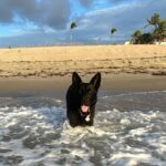 Kiernan Shipka Instagram – #nationaldogday