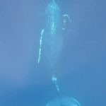 Kiko Mizuhara Instagram - I still can’t believe this happened to me.. for the first time in my life, I swam with humpback whales🐋 It was the most magical breathtaking moment I will never forget. This two whales are a couple💞 the one showing the stomach is a female and she looks so beautiful and relaxed☺️Meeting the Whale was always my dream. a whale is a lucky symbol for me. I’ll dream about whales when I’m in my good times. I’m so thankful for my life. I hope to swim with whales again 🤍 人生で初めて、、ザトウクジラと泳ぎました🐋 あれは夢だったのかな、、私は自分の人生の大切な時に、良くクジラの夢を見るんです。今回クジラと泳いだ事は本当に夢の中にいるような体験でした。 このクジラはカップルでメスがお腹を太陽に照らして気持ちよさそうにしていました🧡とても和やかな雰囲気に包まれていて胸が熱くなりました🥺💞 また会えるといいな🐳 クジラさん大好き💕 Thank you @sayaka.ocean___ for the video 😘