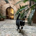 Kiko Mizuhara Instagram - 𝓒𝓸𝓻𝓪𝔃𝓸𝓷❦ Sóller