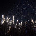 Kiko Mizuhara Instagram - 珊瑚の産卵 🪸 Birth of the Coral ⚘⠜ 年に1度、満月前後の夜を待って産卵する珊瑚。 その貴重な瞬間に立ち会う事が出来ました。 ピンク色の卵が放出される瞬間は とても神秘的で穏やかな気持ちになりました😌 Once a year, the full moon and the warm temperature of the ocean create a magical phenomenon of the birthing of coral. Witnessing the birthing of the coral reefs made me feel one with nature and created a stillness in my heart🤍 Photo & video by me:)) #希子の海物語